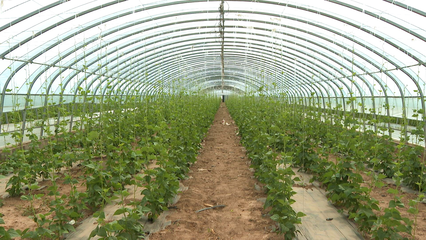 王鳳瑞帶隊(duì)調(diào)研廣靈黃花產(chǎn)業(yè)及設(shè)施農(nóng)業(yè)，關(guān)注水產(chǎn)養(yǎng)殖發(fā)展