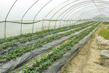 農(nóng)產(chǎn)品種植基地 現(xiàn)代農(nóng)業(yè)的基石與可持續(xù)發(fā)展之道