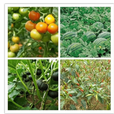 雙柏縣河口河流域鄉(xiāng)村振興示范區(qū) 高原特色現(xiàn)代農(nóng)業(yè)的農(nóng)產(chǎn)品種植實(shí)踐