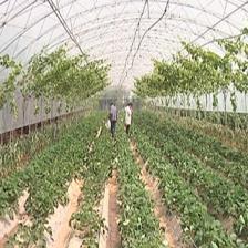 葡萄架下混搭種植與水產養殖 立體農業的創新收益模式