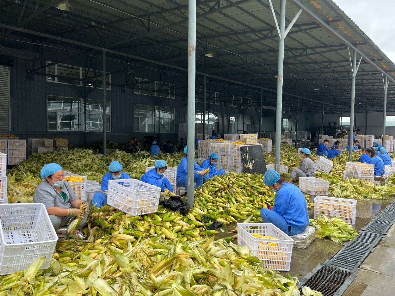 玉米界的翹楚 郭老丈鮮食玉米，解鎖肯德基同款奶香美味