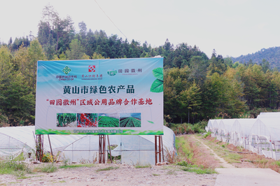 祁門縣 茶香滿山，特色農(nóng)業(yè)繪就鄉(xiāng)村振興新畫卷