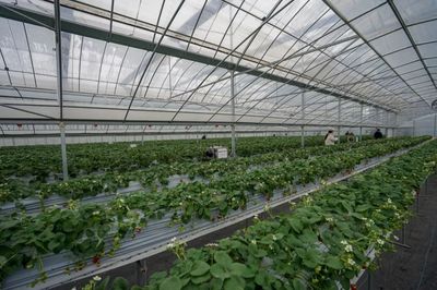 實(shí)測(cè)！全國最好吃的草莓，就藏在余杭！探尋余杭草莓的甜蜜密碼